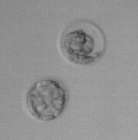 embryos2.jpg